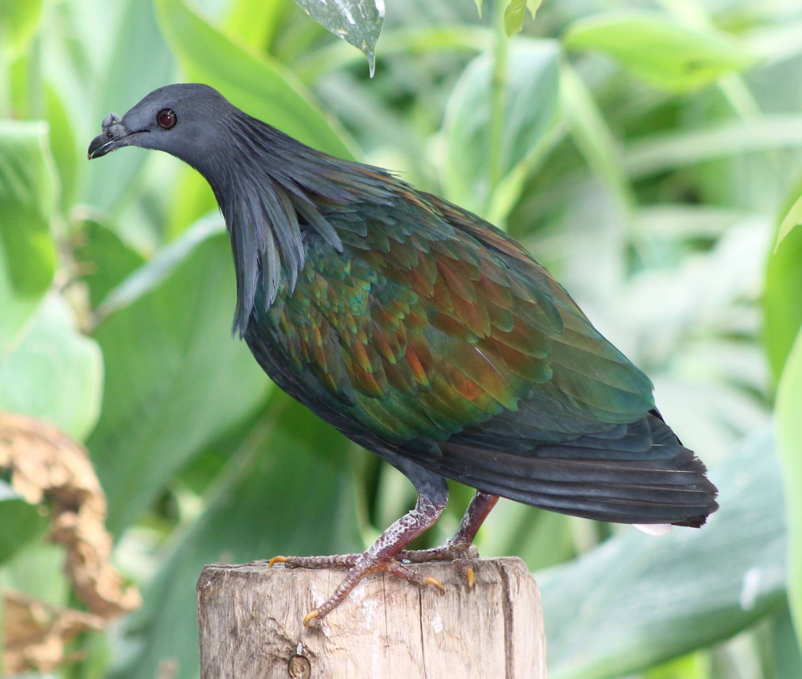 Nicobar pigeon