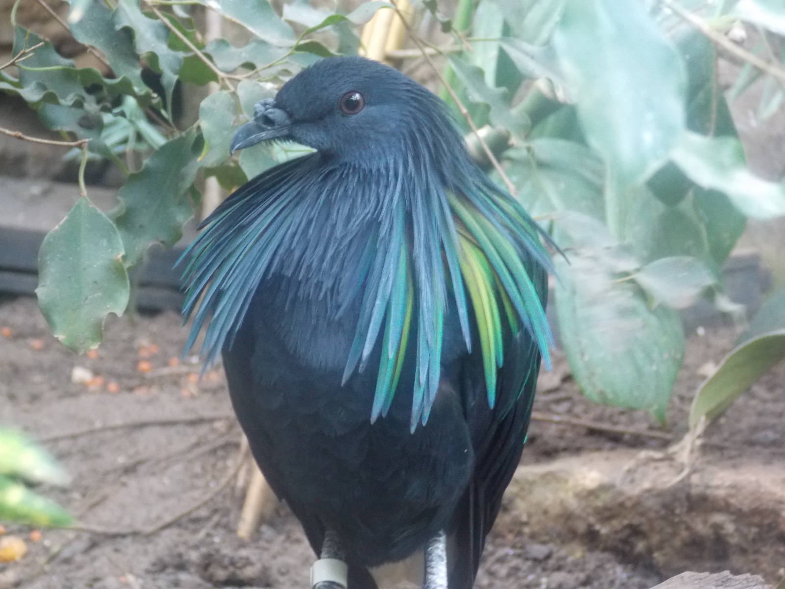 Nicobar pigeon
