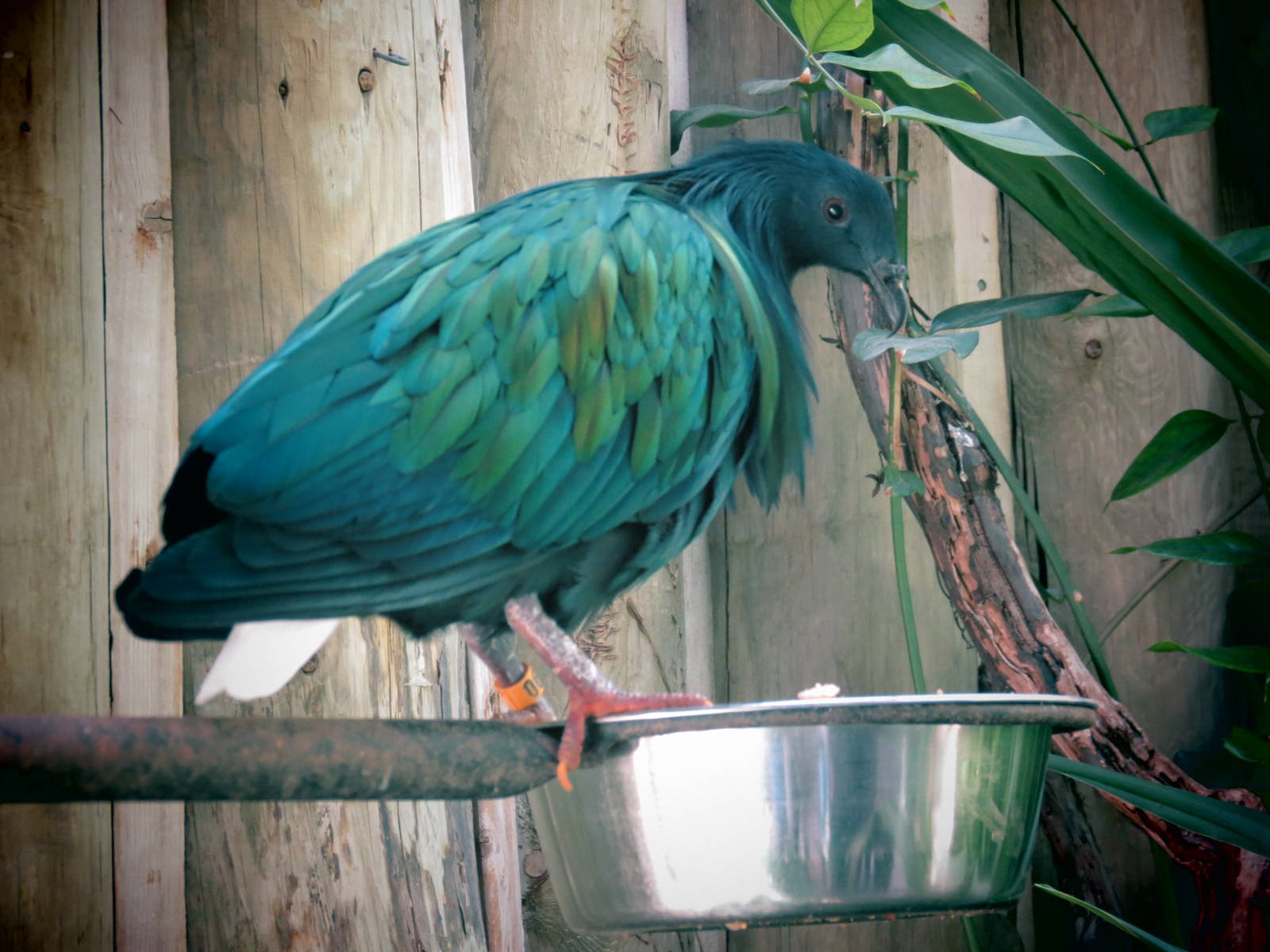 Nicobar Pigeon