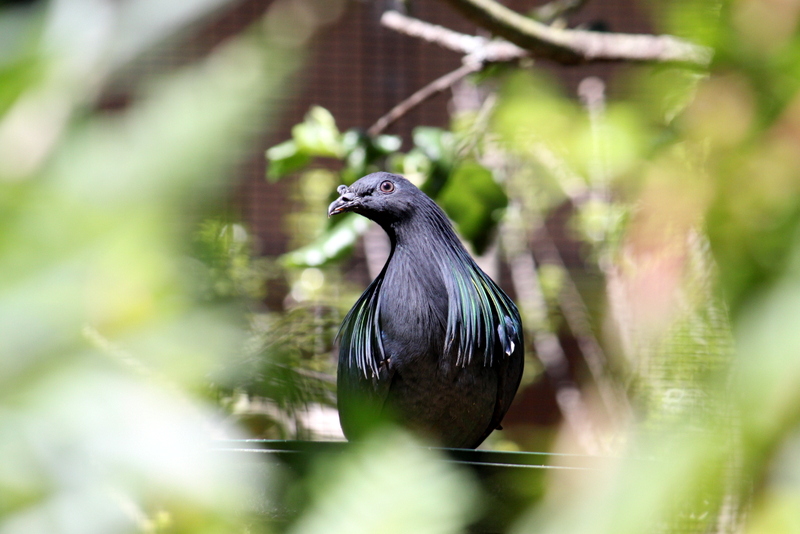 Nicobar Pigeon