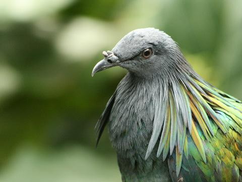 Nicobar Pigeon