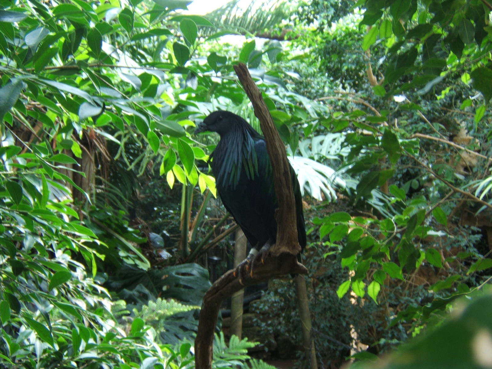 Nicobar Pigeon