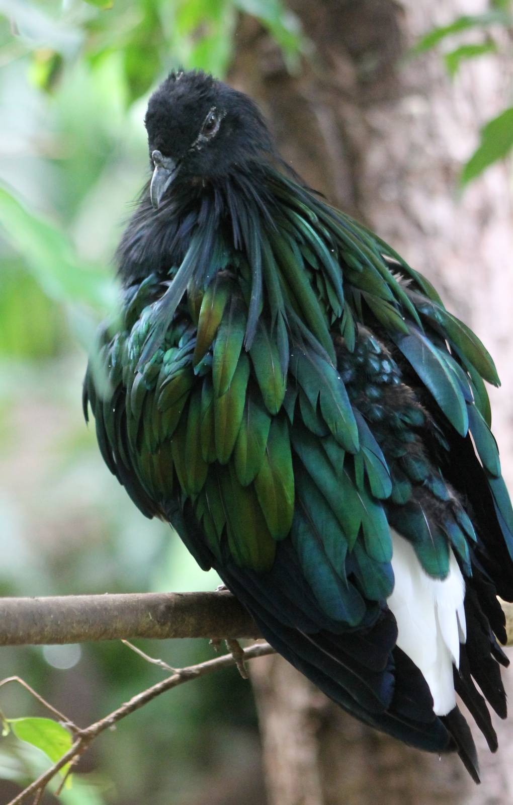 Nicobar pigeon