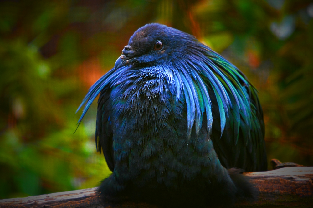 Nicobar Pigeon