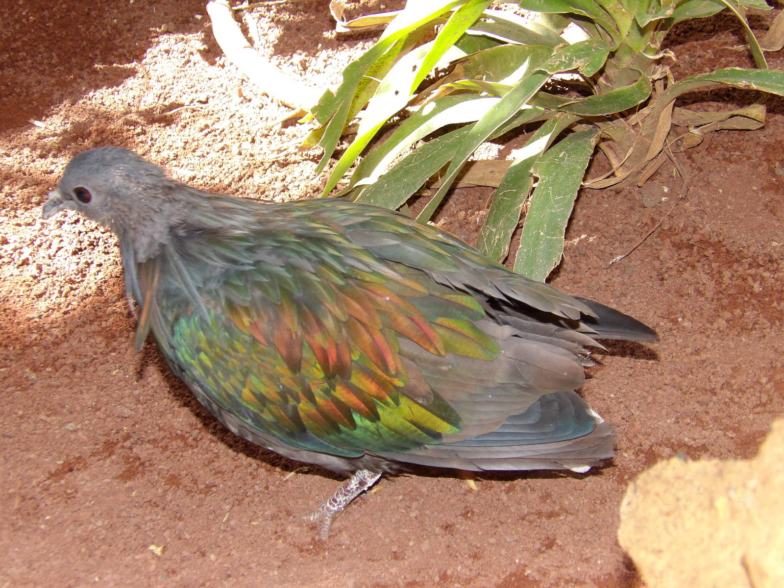 Nicobar pigeon