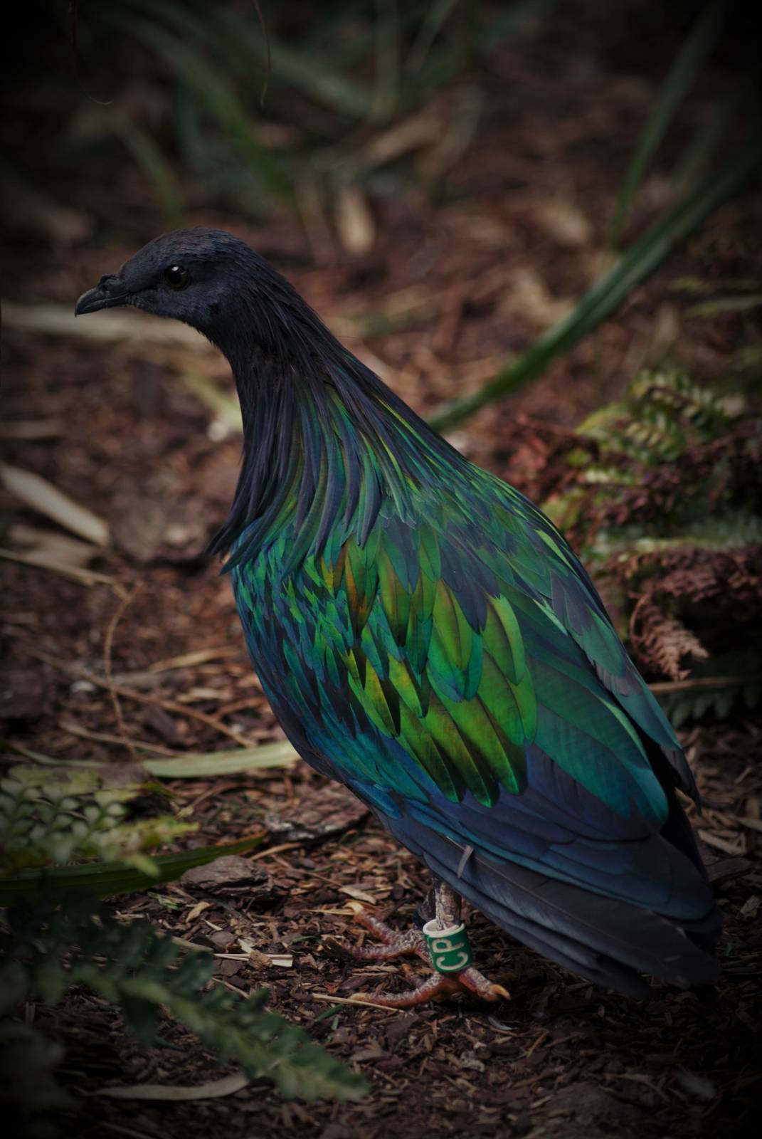 Nicobar pigeon