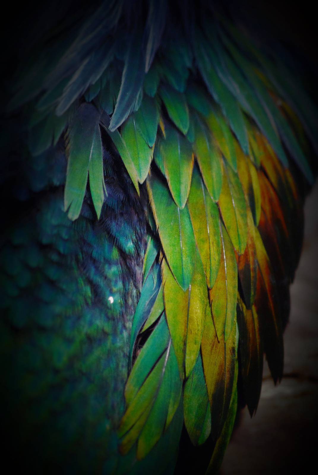 Nicobar pigeon