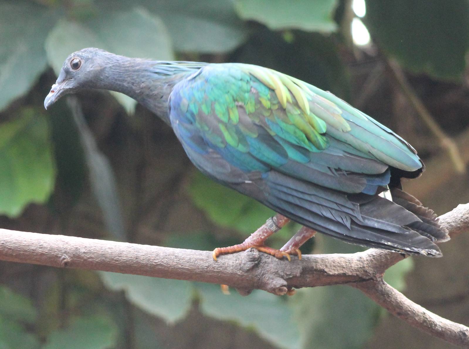 Nicobar pigeon