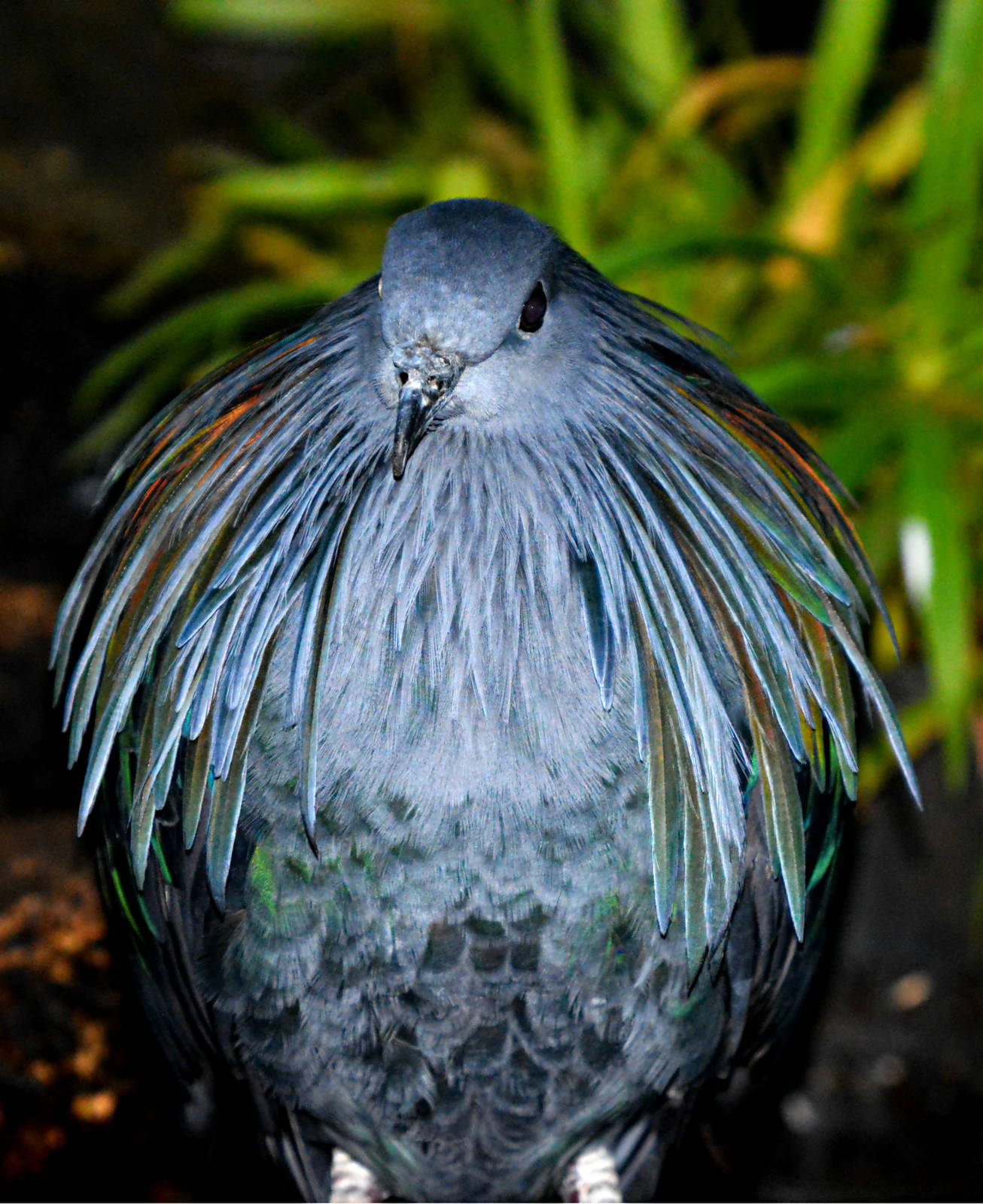 NICOBAR PIGEON