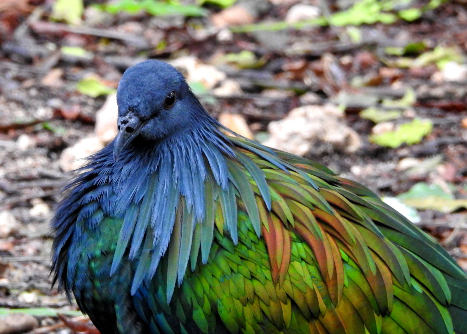 Nicobar Pigeon