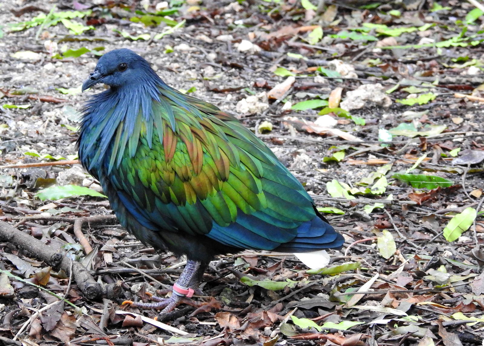Nicobar Pigeon