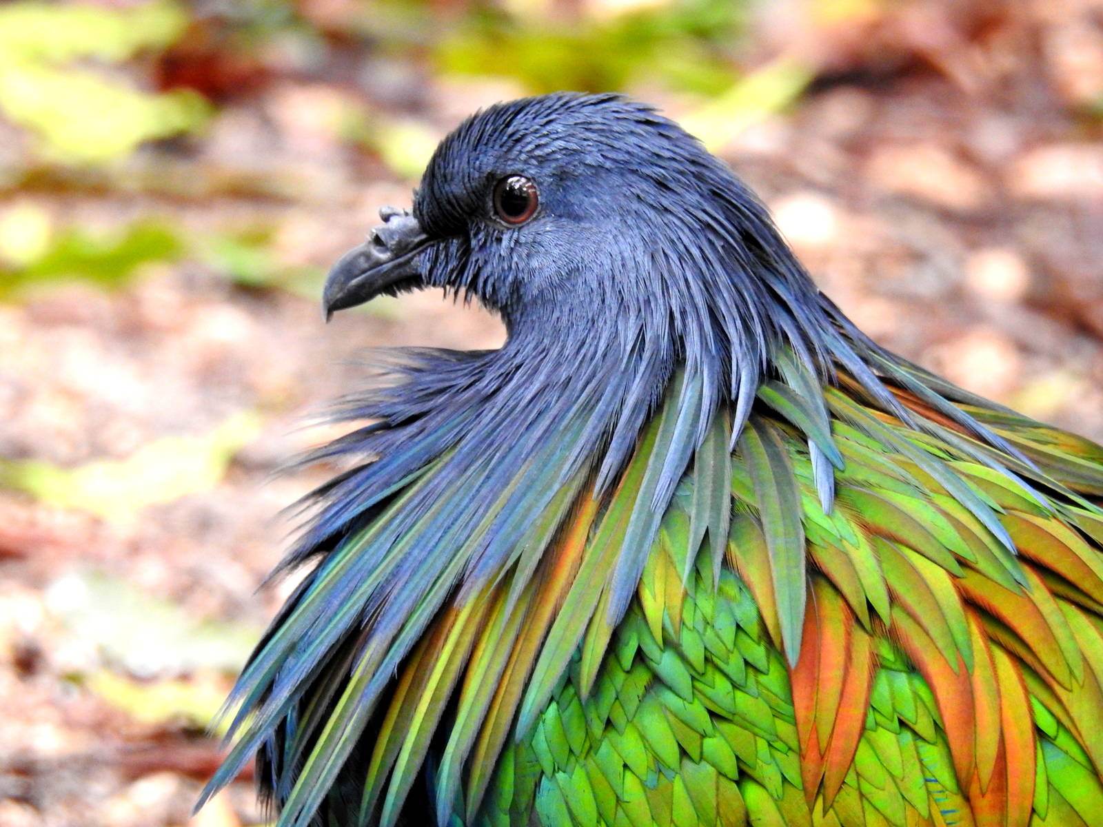 Nicobar Pigeon