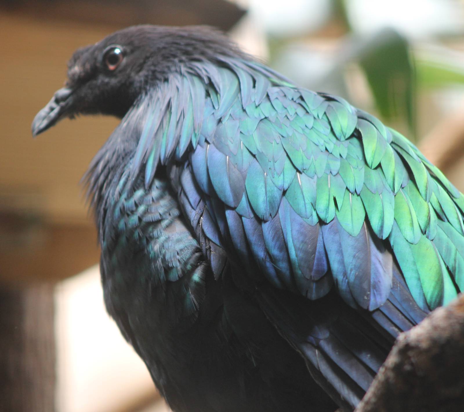 Nicobar pigeon