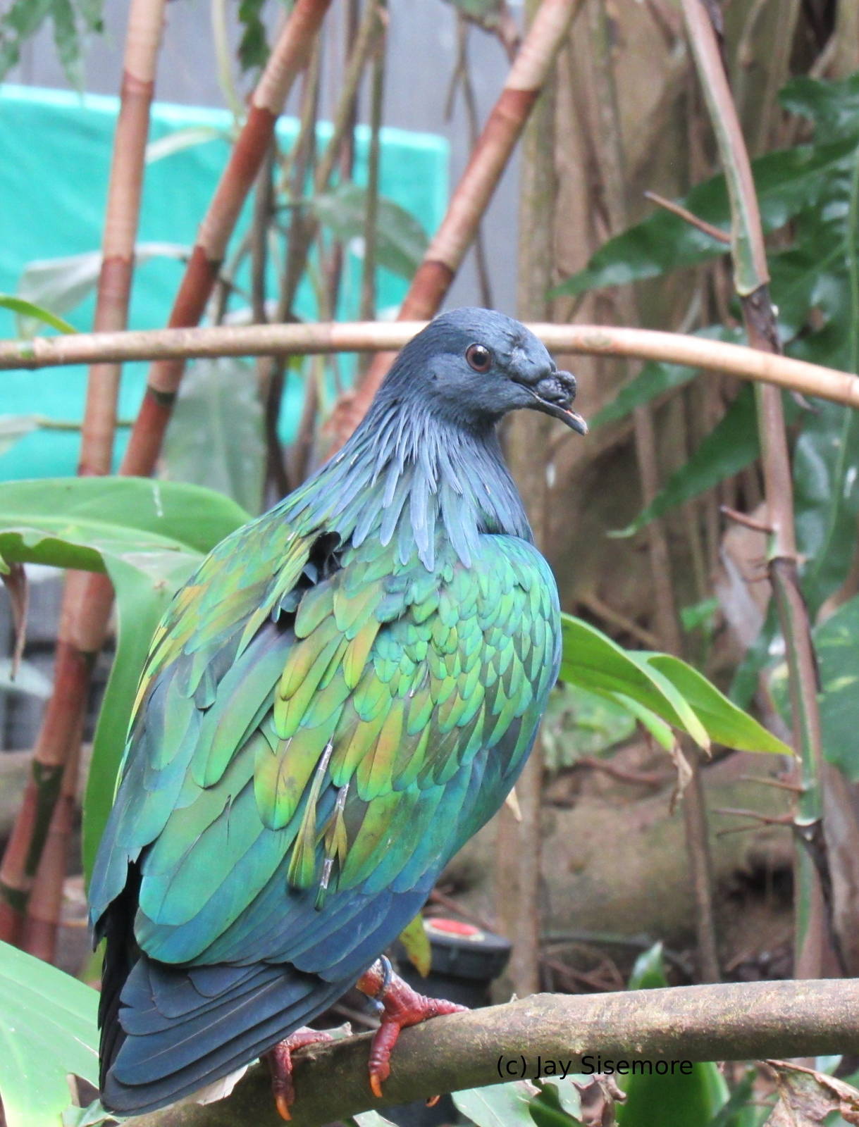 Nicobar Pigeon