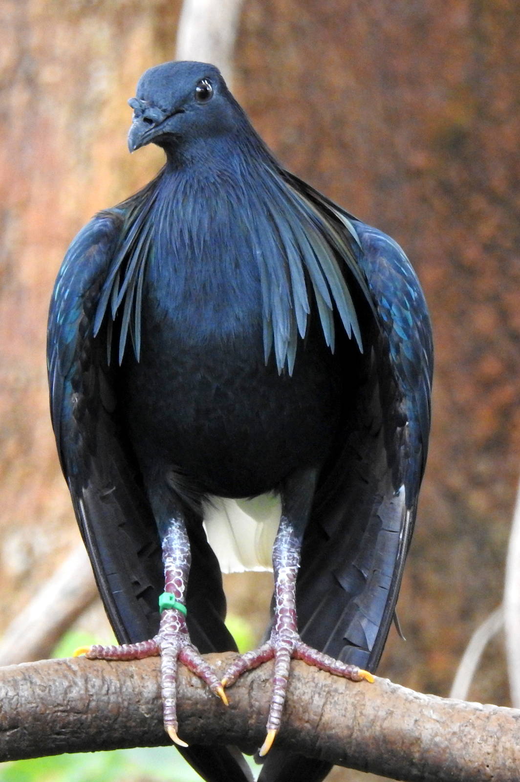 Nicobar Pigeon