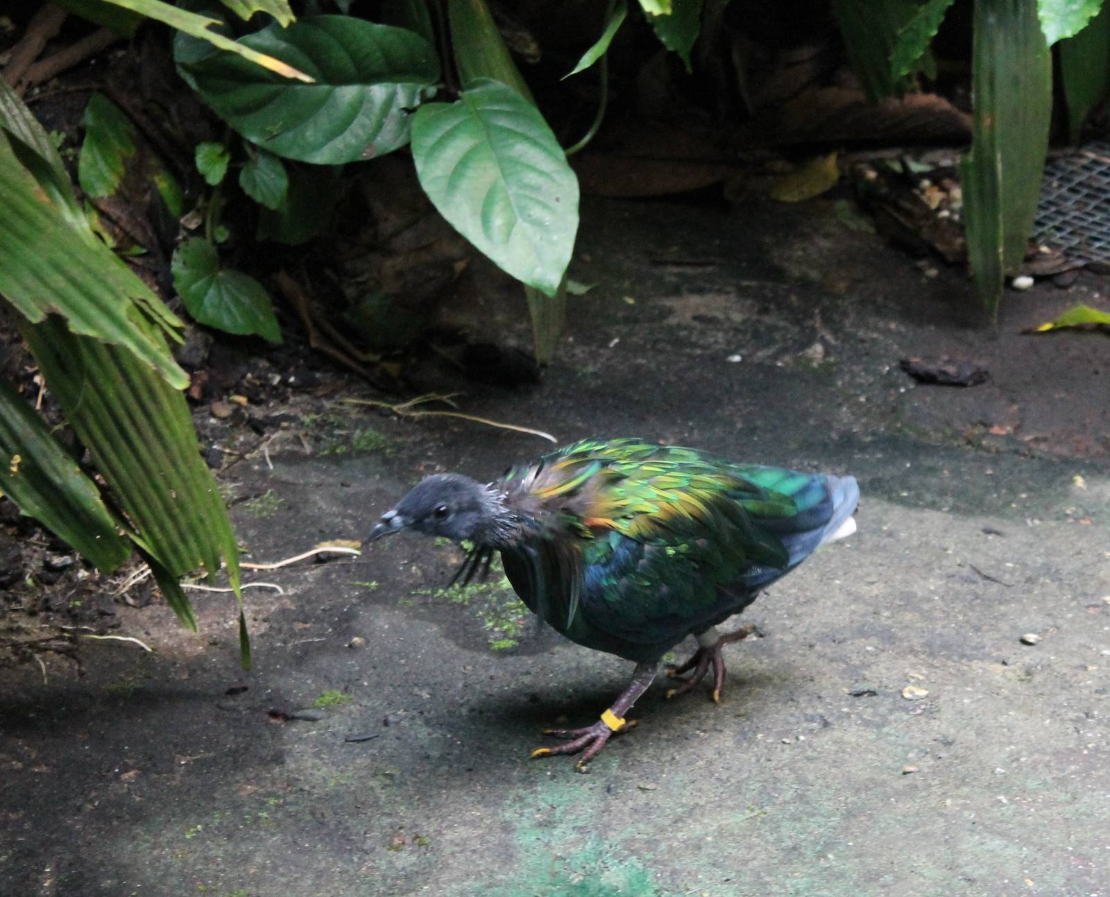 Nicobar pigeon
