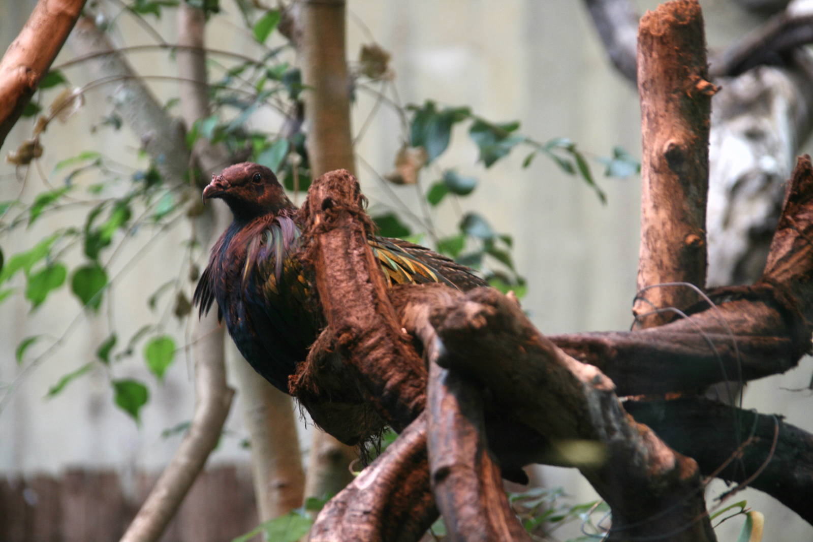 Nicobar pigeon