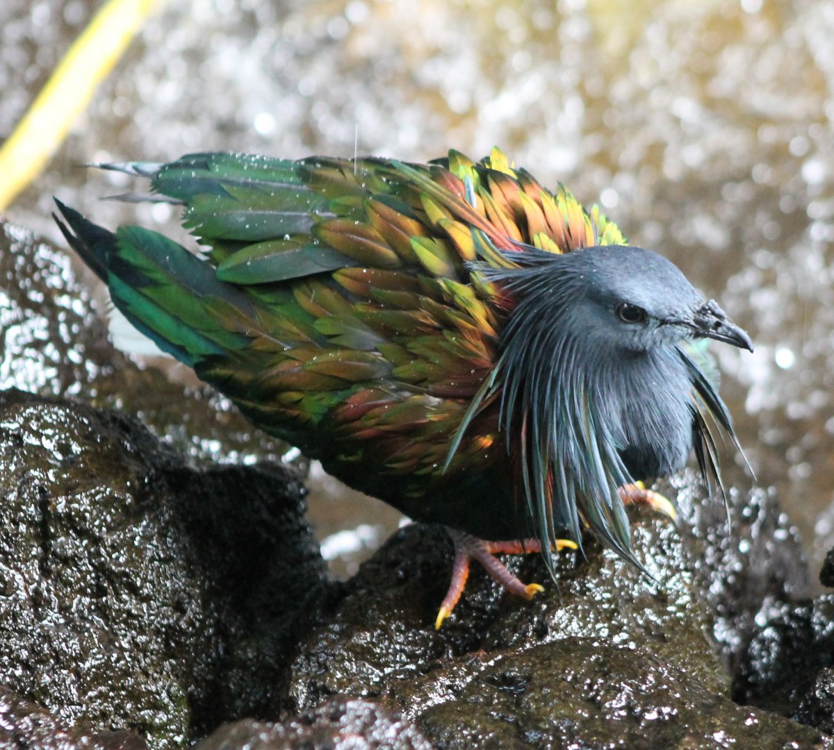 Nicobar pigeon