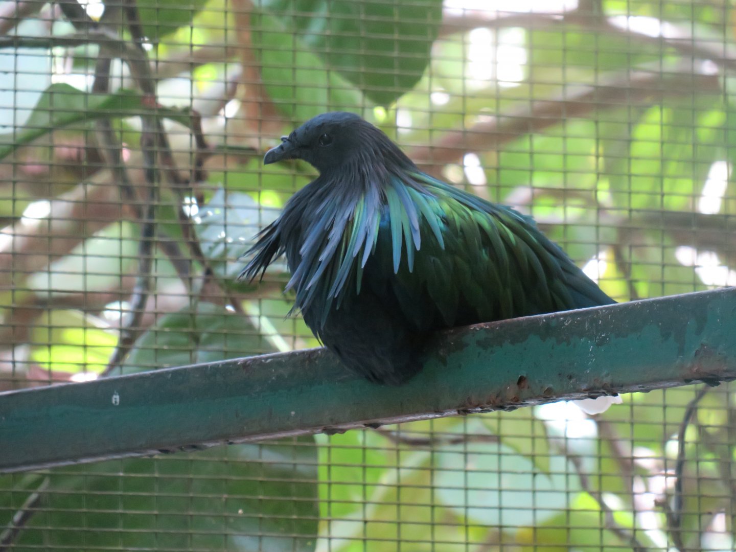 Nicobar pigeon