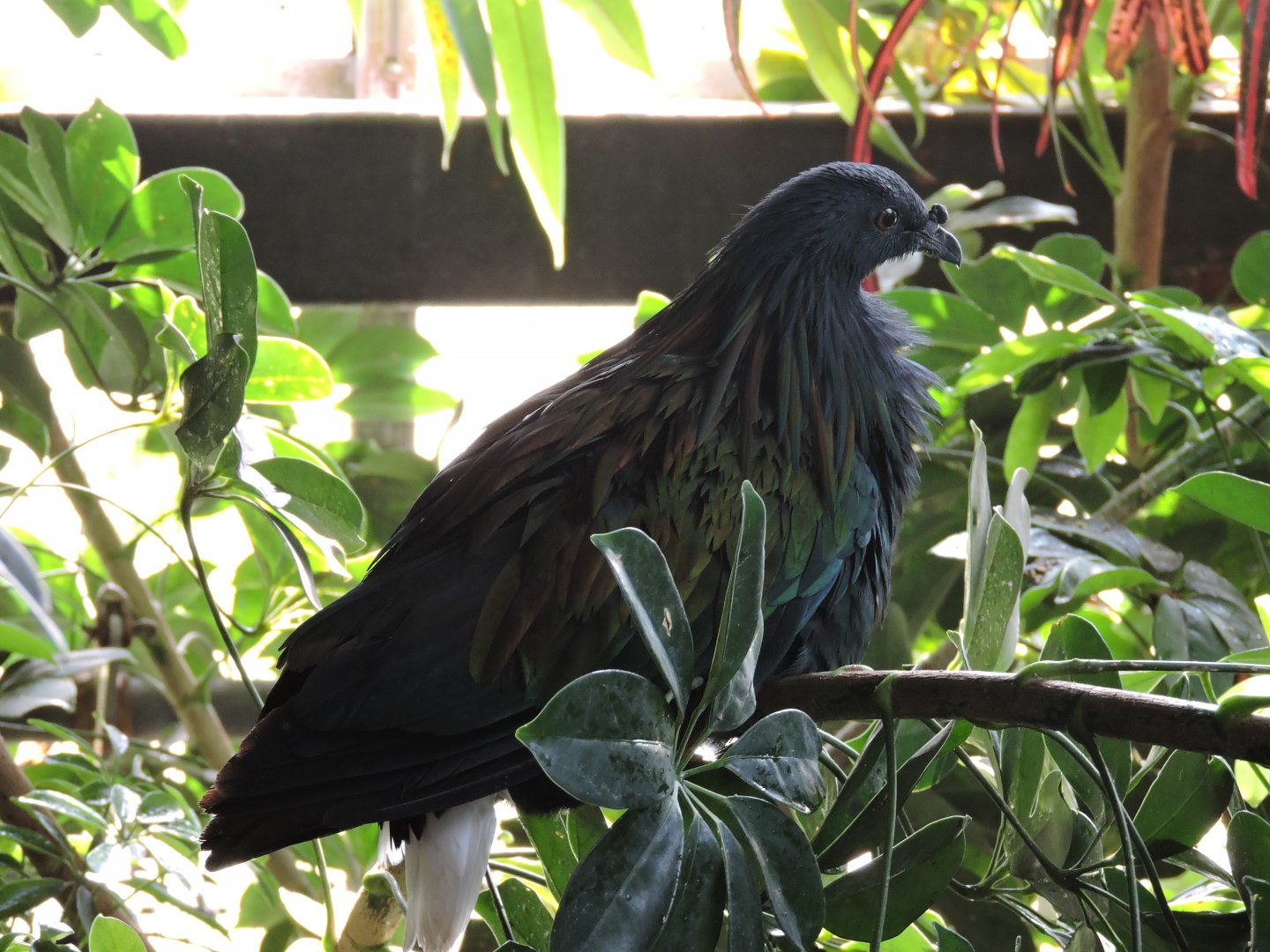 Nicobar Pigeon