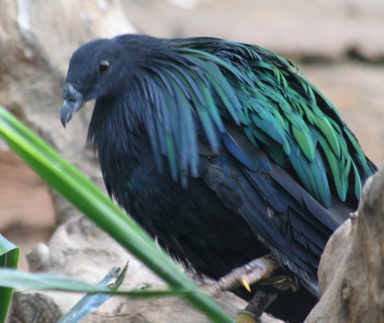 Nicobar pigeon