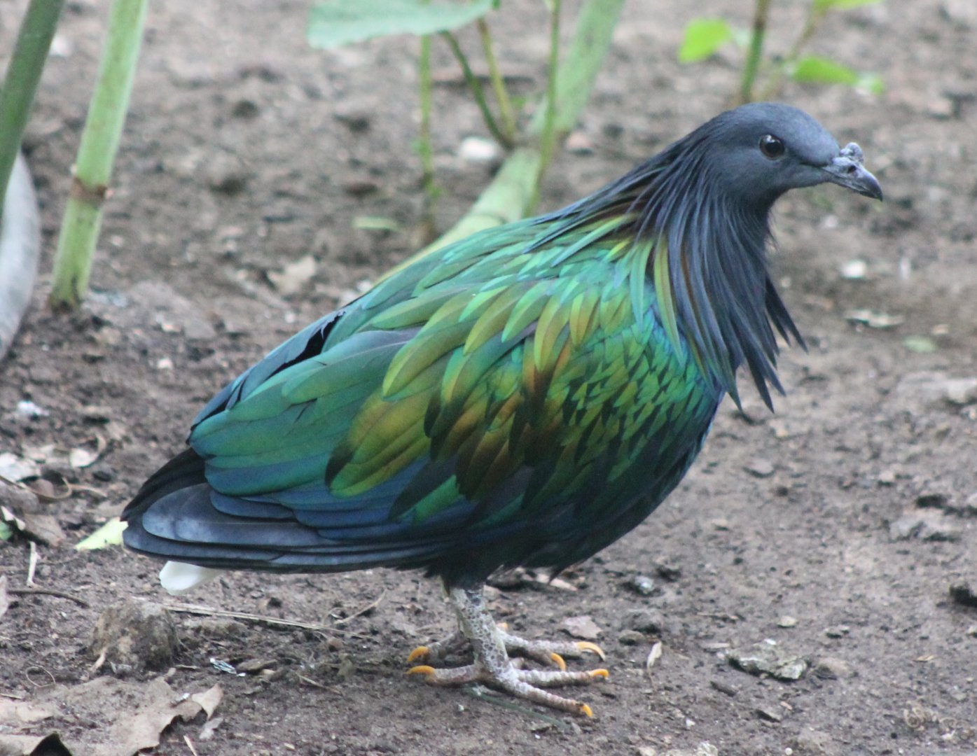 Nicobar pigeon