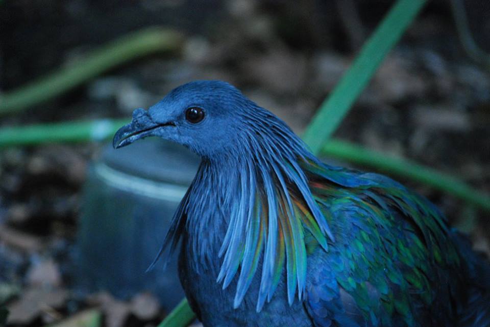 Nicobar Pigeon