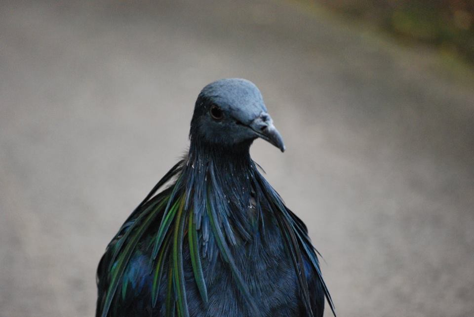 Nicobar Pigeon