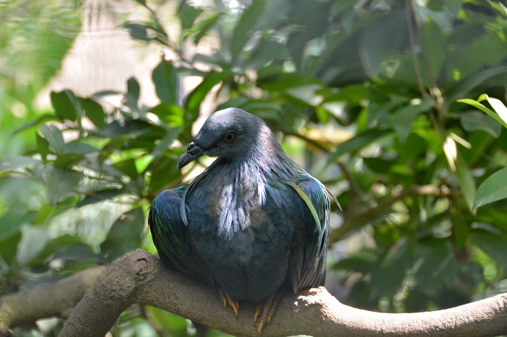 Nicobar pigeon