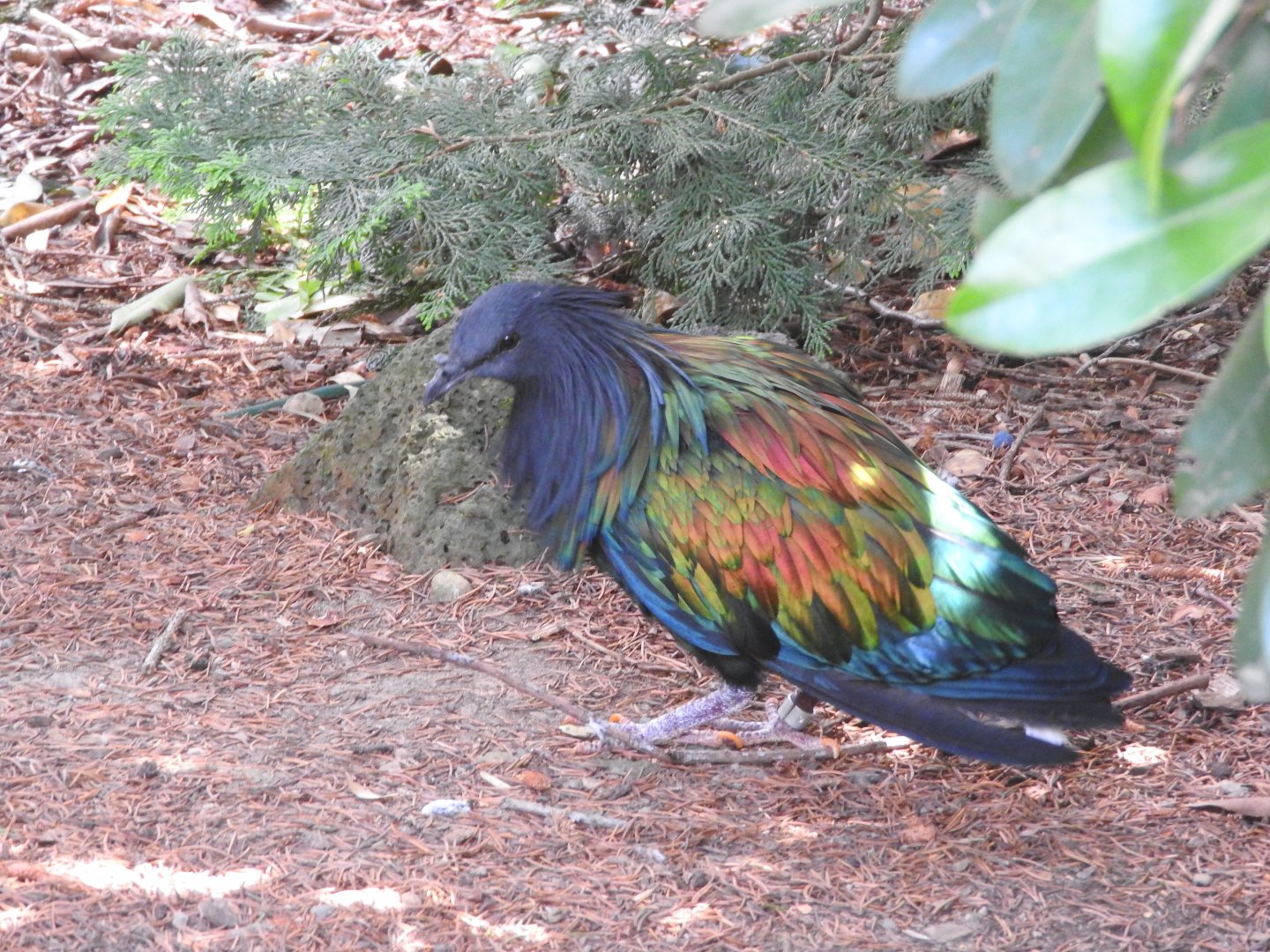 Nicobar Pigeon