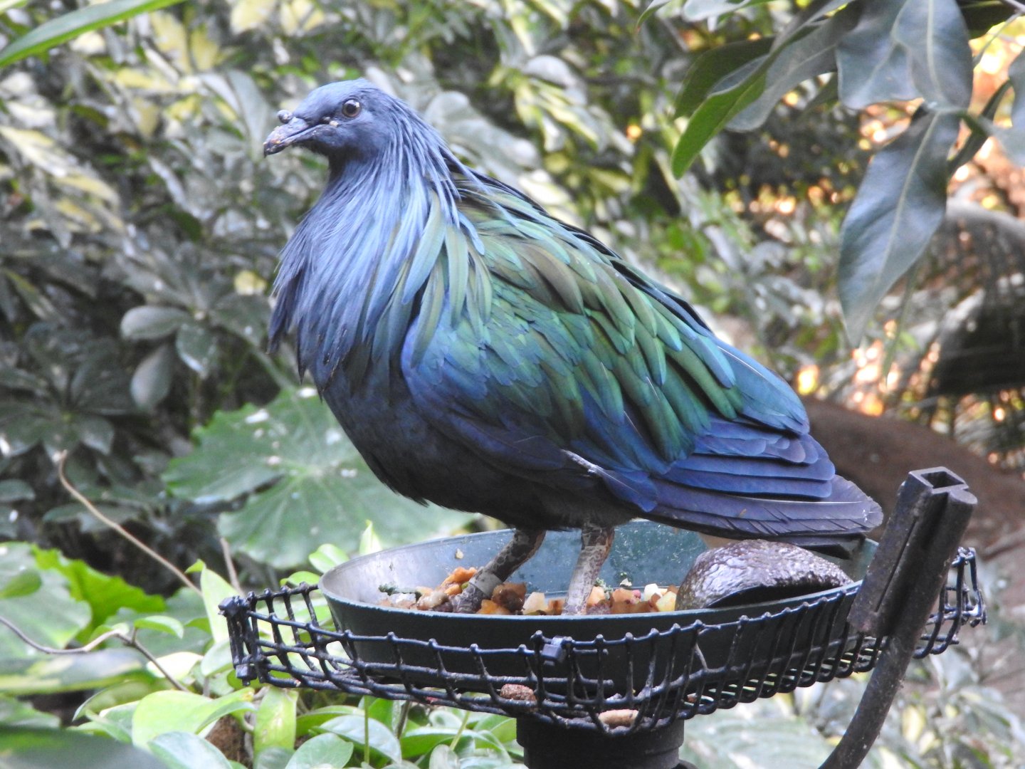 Nicobar Pigeon