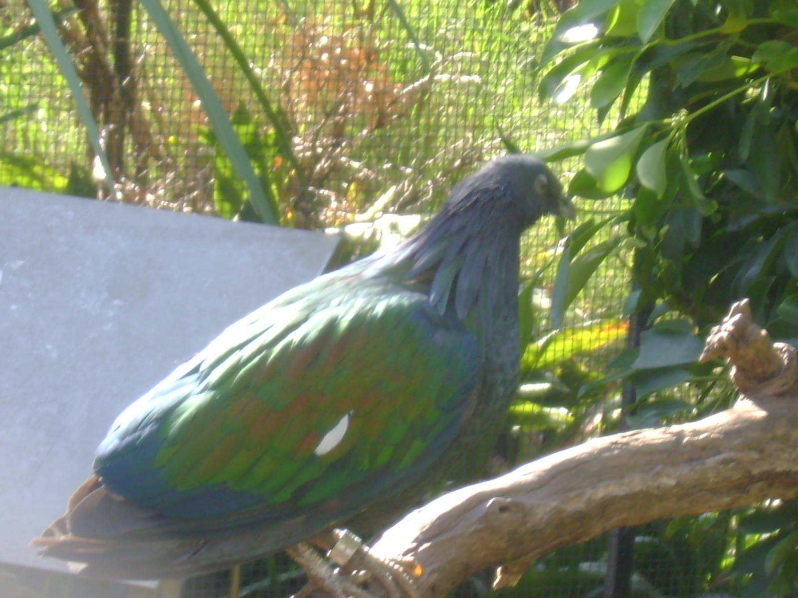 Nicobar Pigeon.