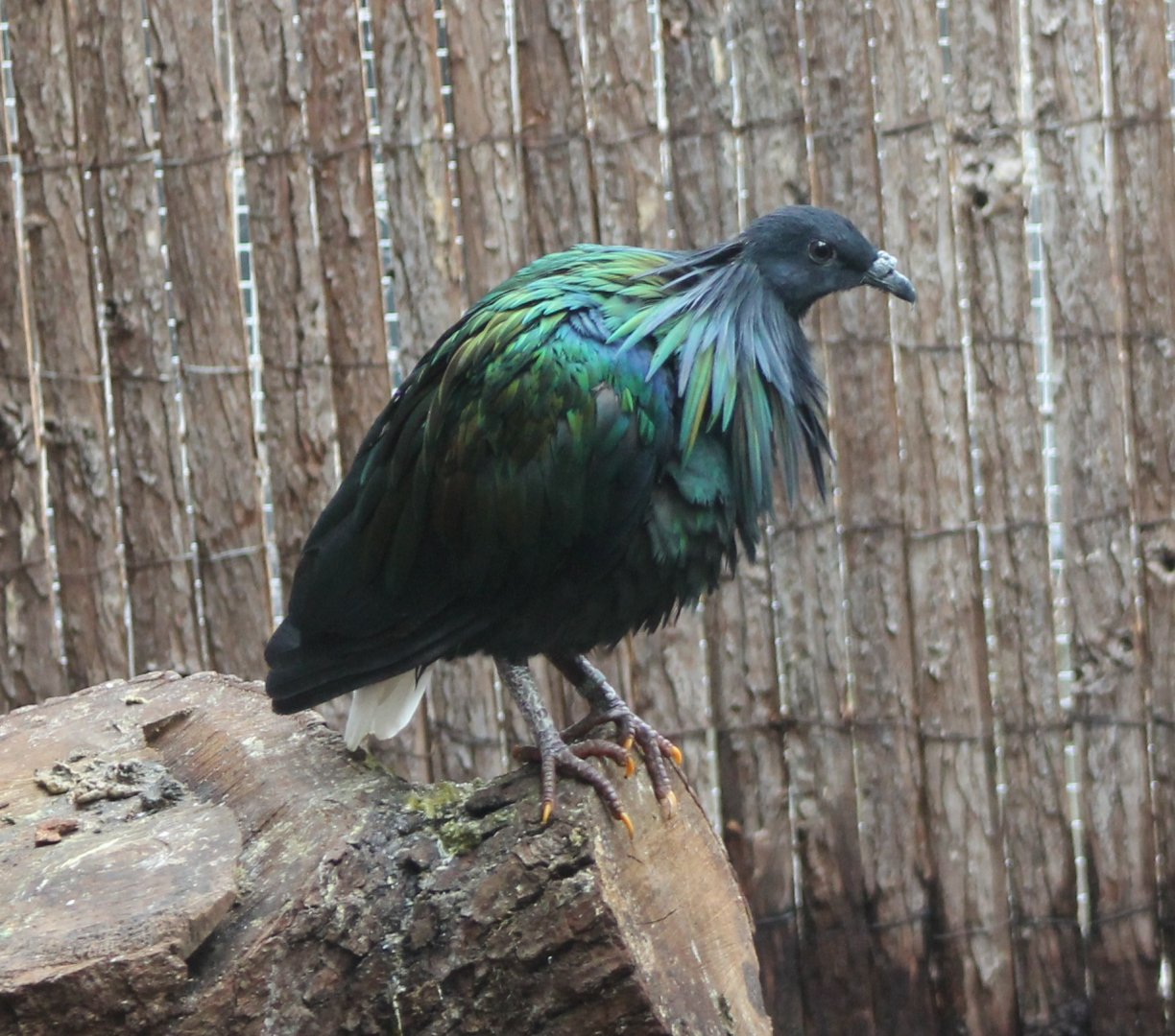Nicobar pigeon