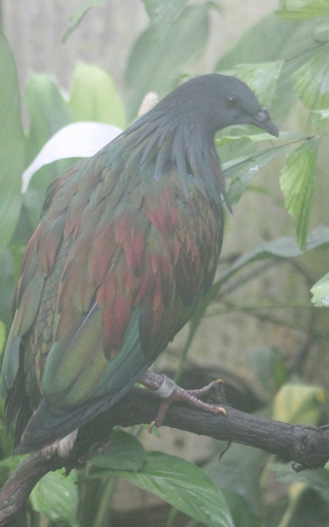 Nicobar pigeon