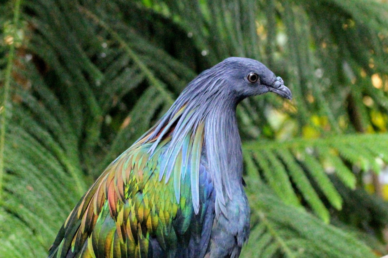 Nicobar Pigeon