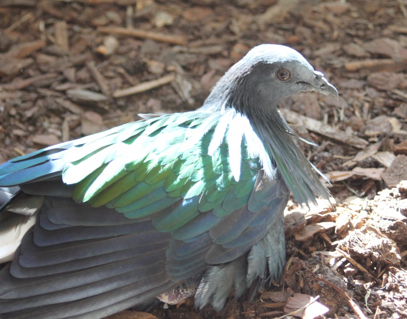 Nicobar pigeon