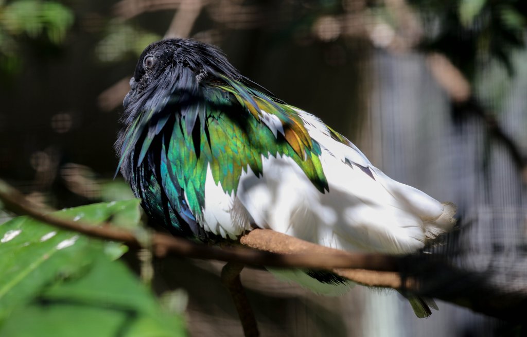 Nicobar Pigeon