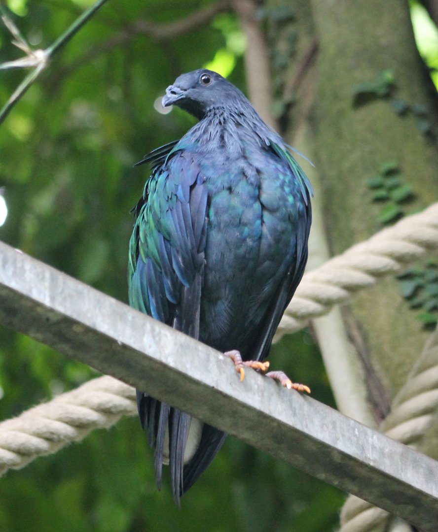 Nicobar pigeon