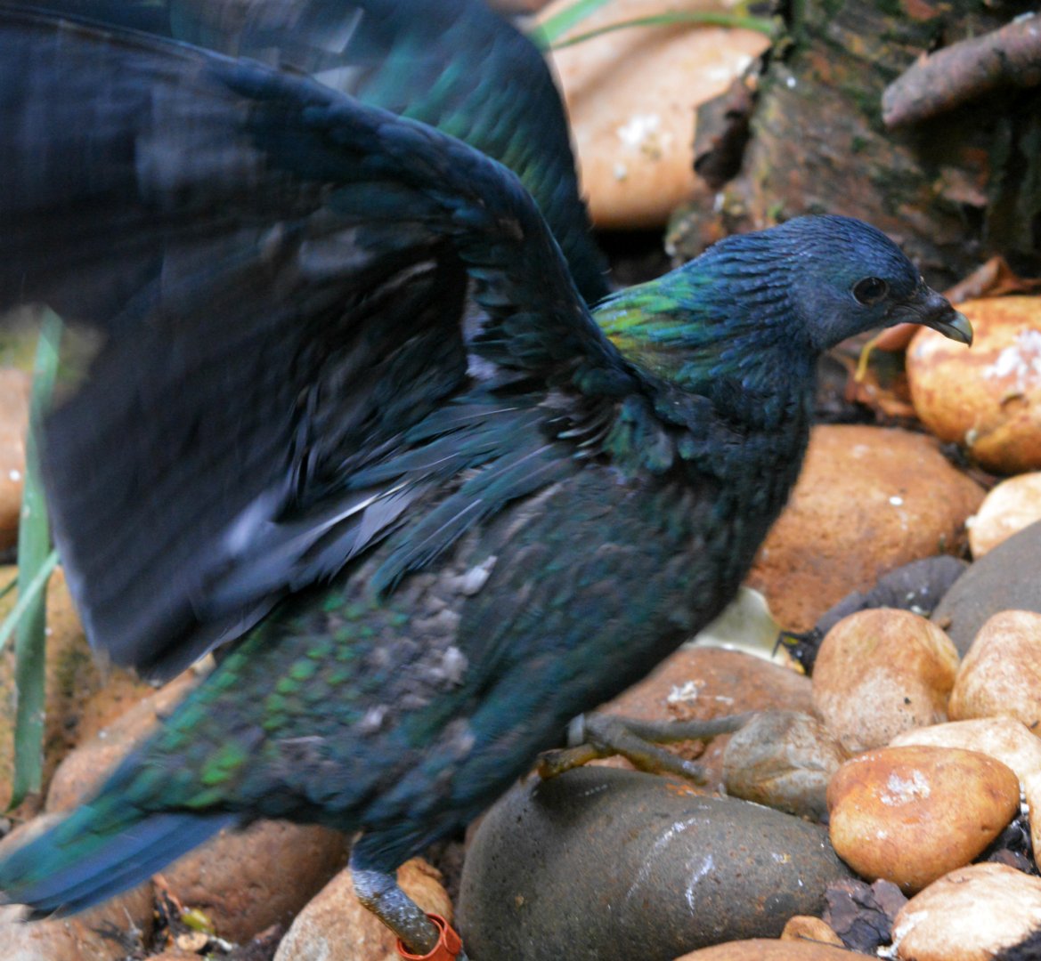 Nicobar Pigeon