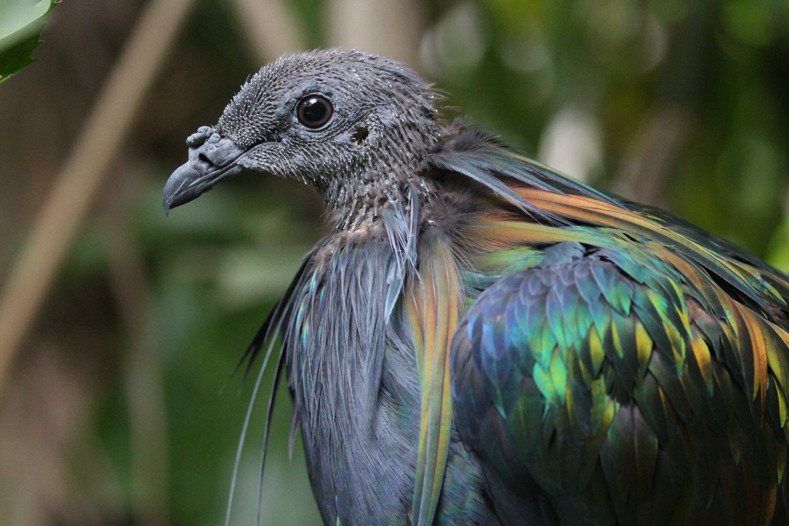 Nicobar Pigeon