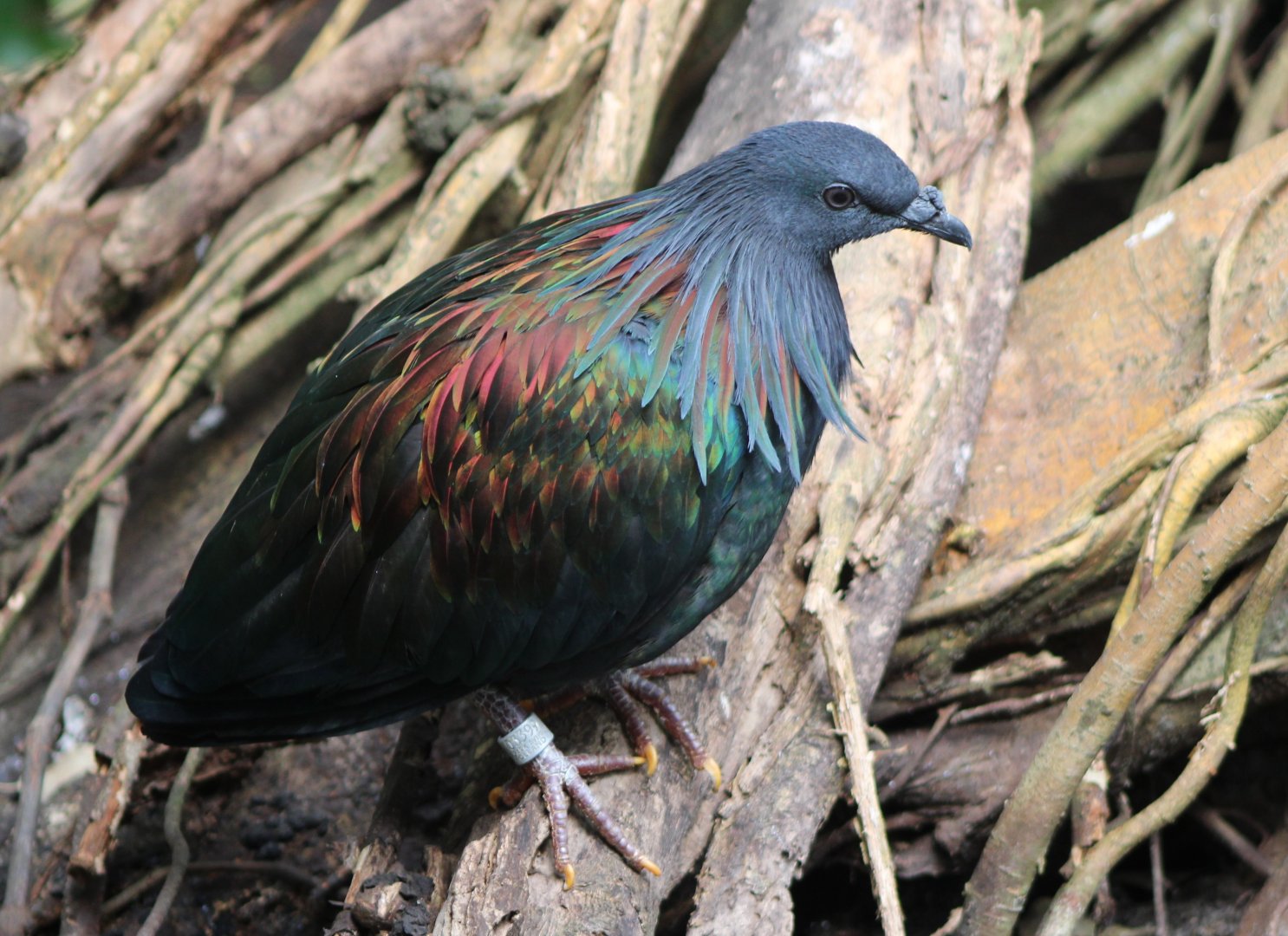 Nicobar pigeon