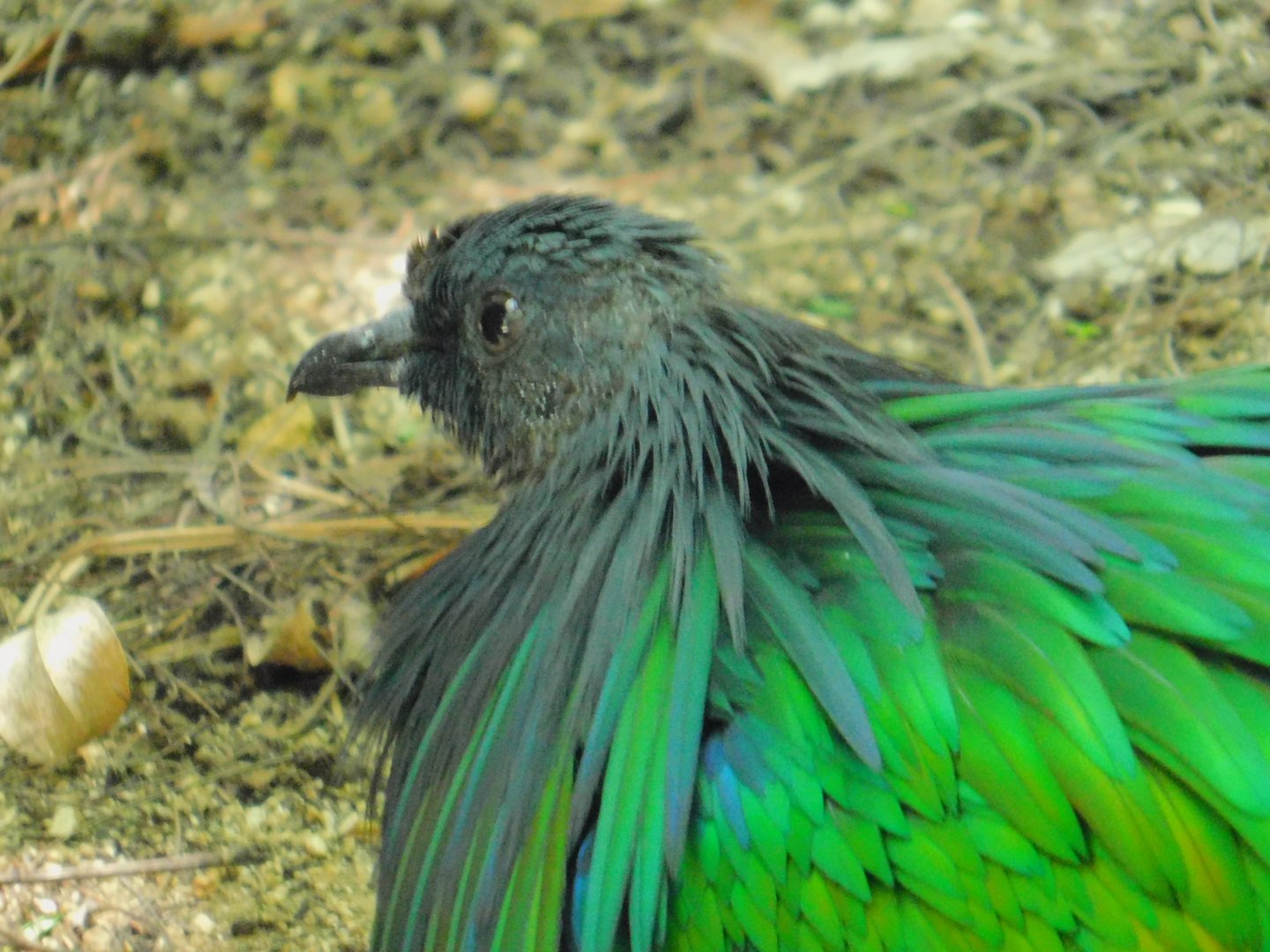 Nicobar Pigeon