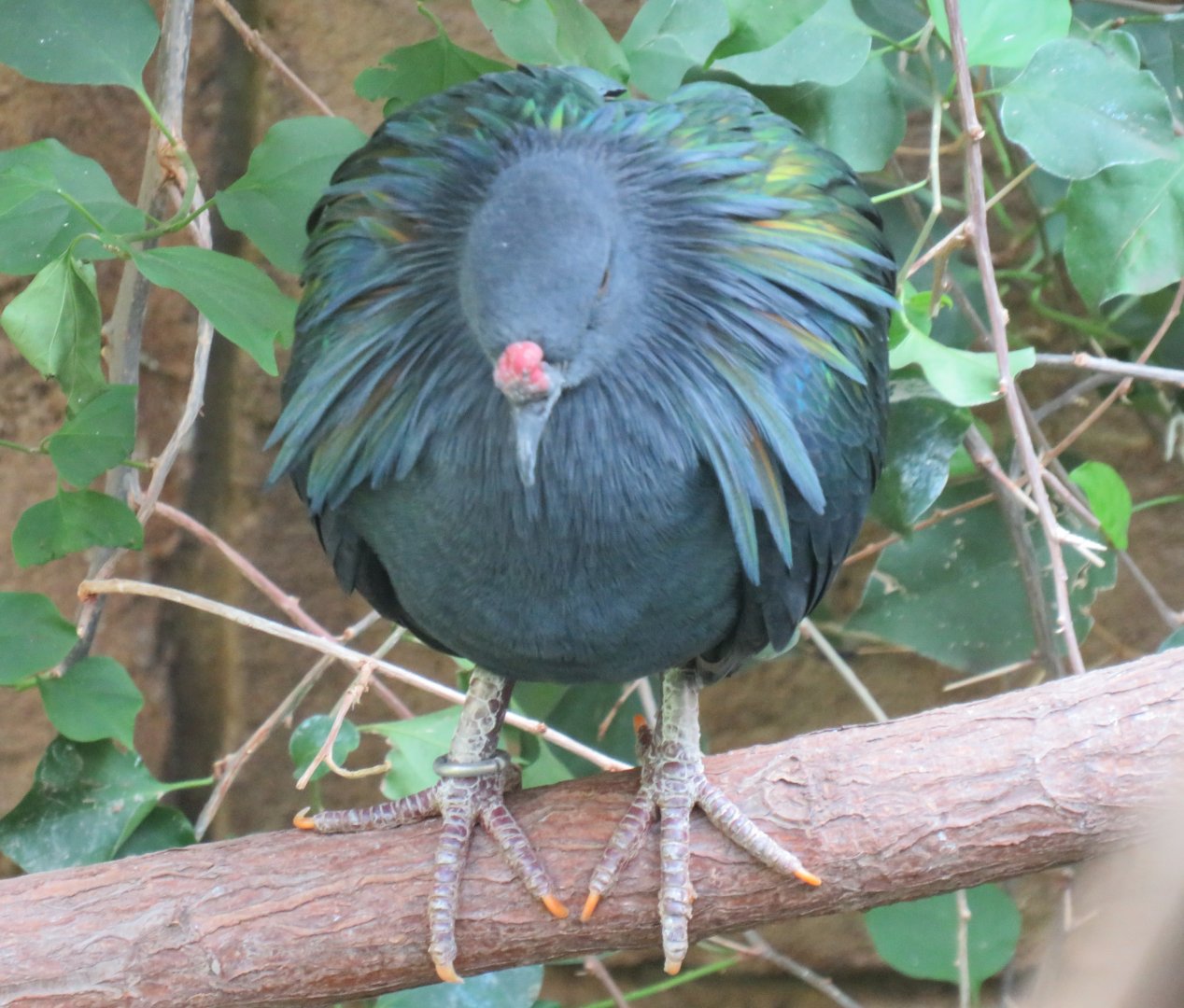 Nicobar pigeon