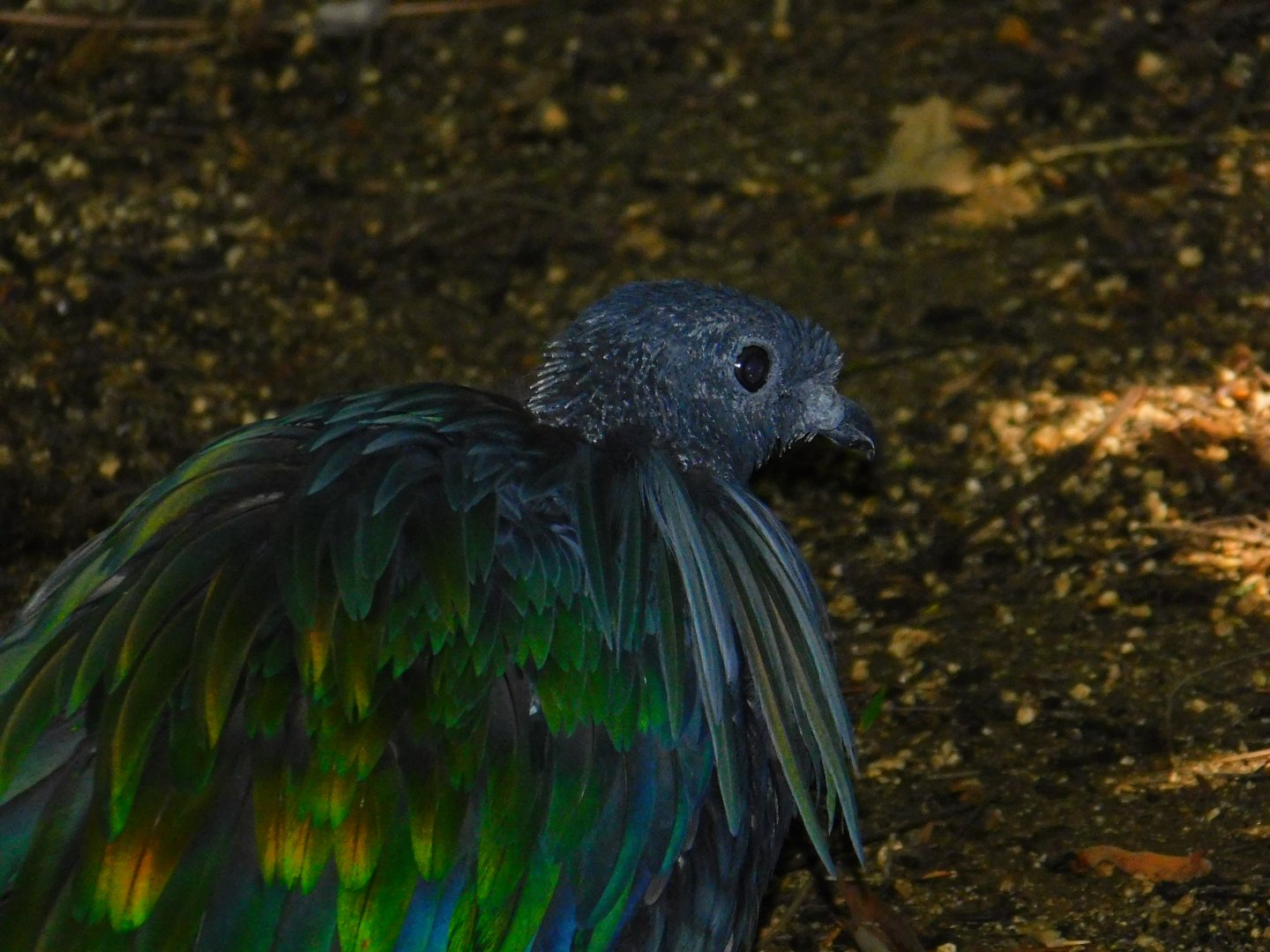 Nicobar Pigeon