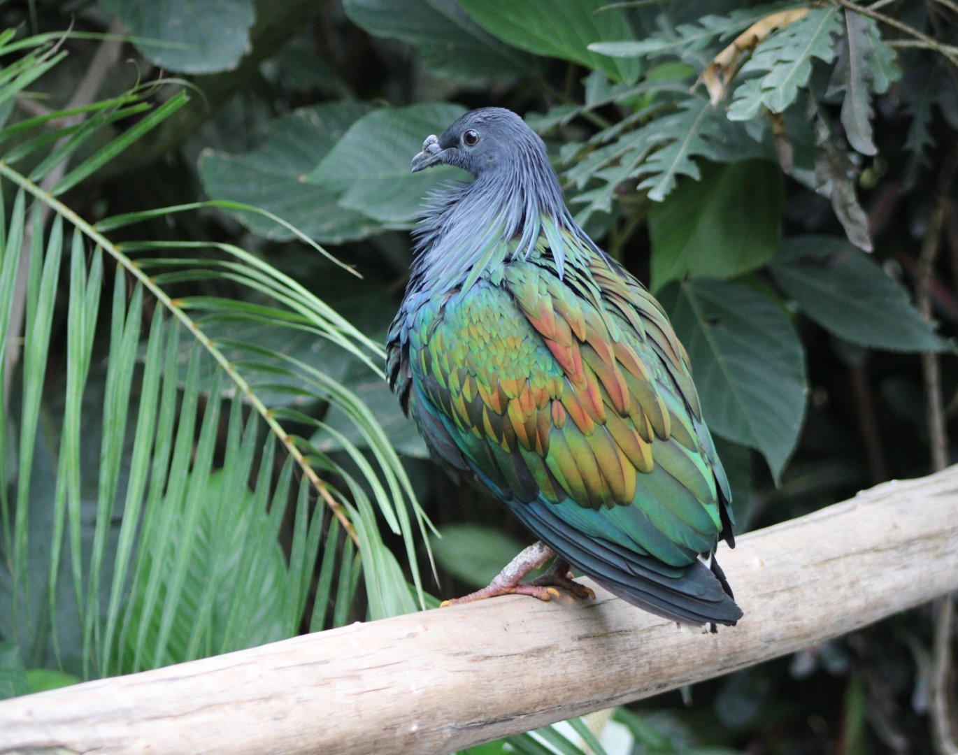 Nicobar pigeon