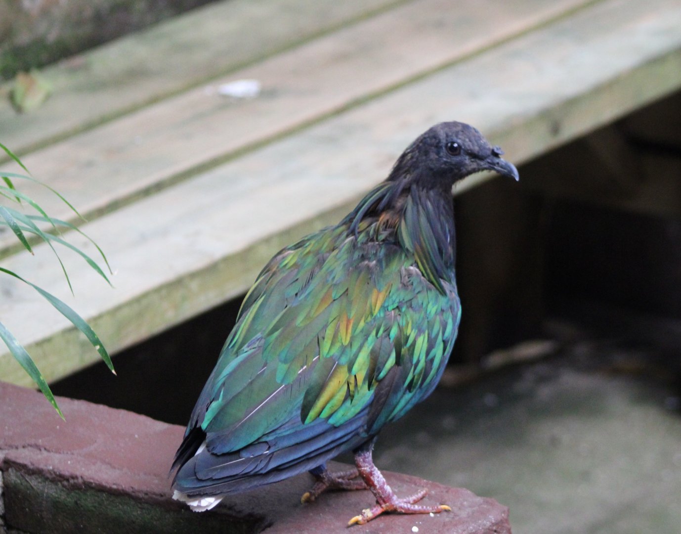Nicobar pigeon