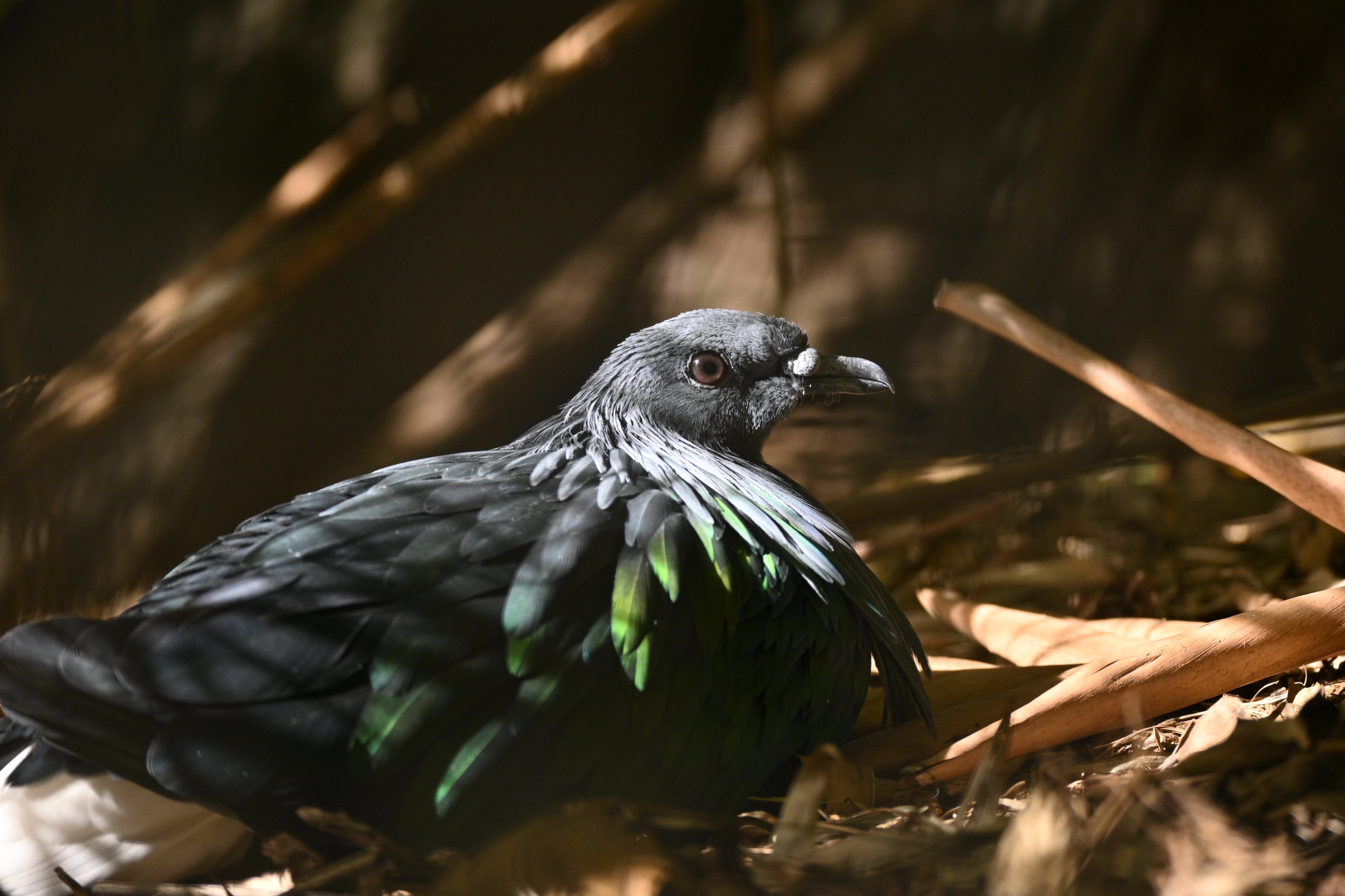 Nicobar Pigeon