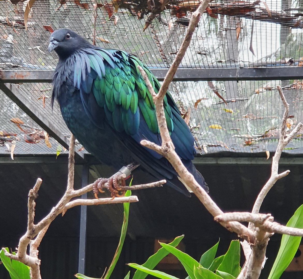 Nicobar Pigeon