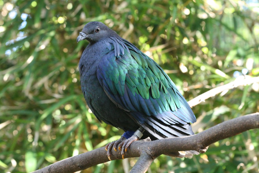 Nicobar Pigeon