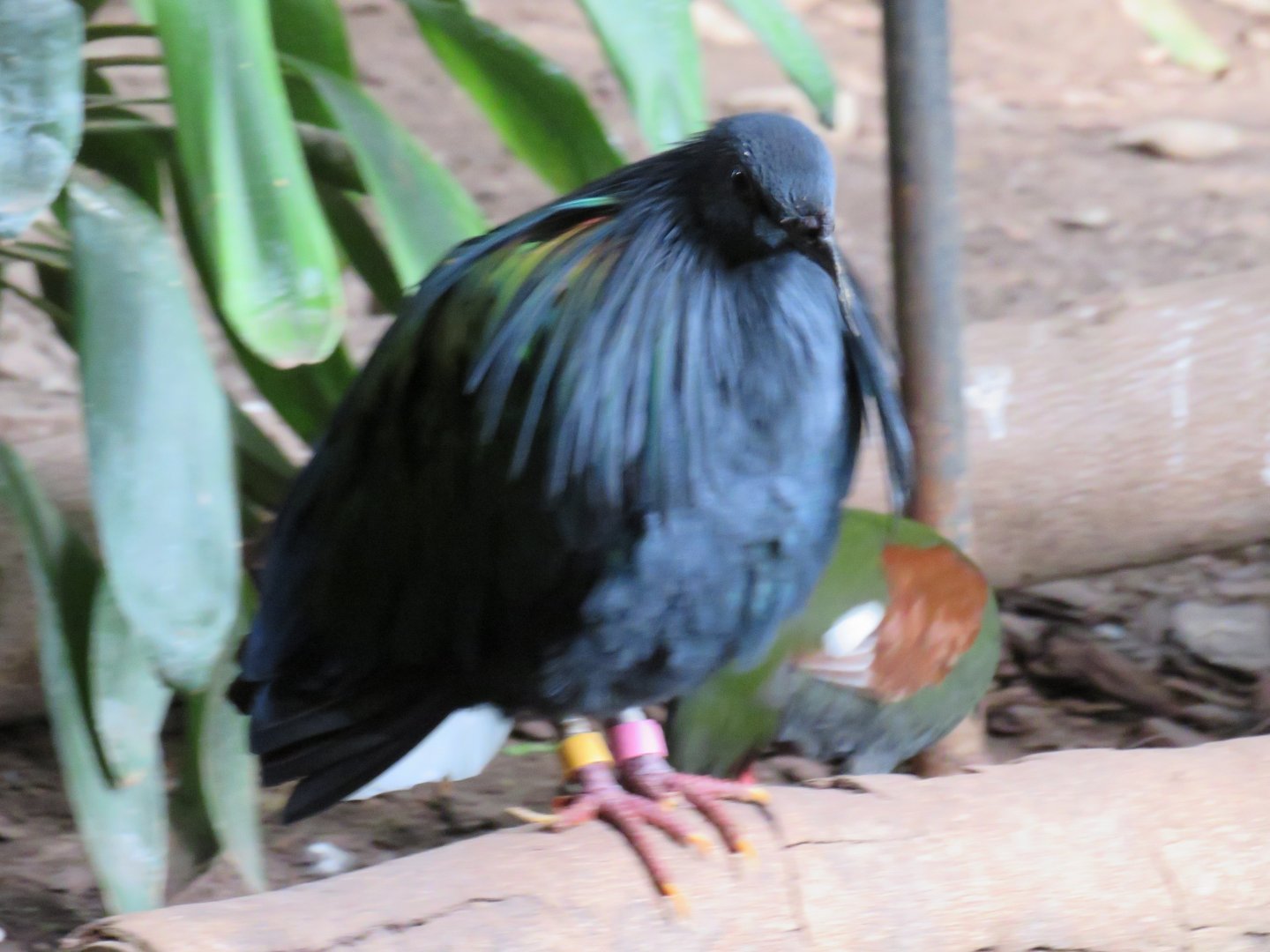 Nicobar pigeon